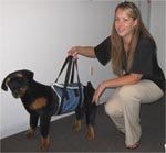 K9 Belly Sling to help pets walk