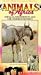 Impalas & Wildebeests [VHS]