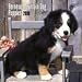 Bernese Mountain Dog Puppies 2010 Mini Wall Calendar