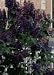 Purple Lilac Plant, Hefty 3 Year old, 18-25 Inch