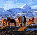 Icelandic Horses (Kalendra.com Multimedia Calendar, Digital Photo Theme Pack)