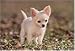 �W�O�\�[�p�Y�� �`���� 300�s�[�X