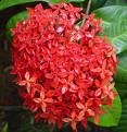 Ixora Coccinea House Plant