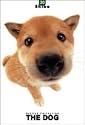THE DOG Artlist - Shiba Inu - Hand Book - 6 Postcards