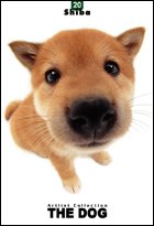 THE DOG Artlist - Shiba Inu - Hand Book - 6 Postcards