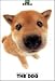 THE DOG Artlist - Shiba Inu - Hand Book - 6 Postcards