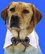 Pet Formal Bow Tie