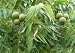 Black Walnut Tree