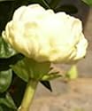 Jasmine Sambac - Grand Duke of Tuscany Plant