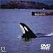 Echoes of Sea(4) 海洋写真家 水口博也の映像紀行 極北のオルカ [DVD]の画像