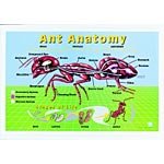 Ant Anatomy Displays