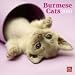 burmese0 - Burmese Cats 2010 Wall Calendar