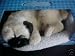   - Sleeping Dog Pet Nap - Pug