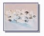 Black Licorice Salt Water Taffy