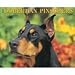 Just Doberman Pinschers 2009 Wall Calendar