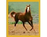 Showing Off / Horse