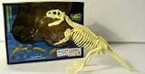 Buy t-rex dinosaur skeleton model by GREAT FORTUNE