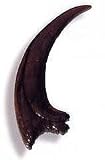 Deinonychus Claw Replica