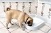 Five Meal Pet Feeder