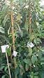 Mexicola Grande Avocado Tree Five Gallon