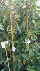 Mexicola Grande Avocado Tree Five Gallon