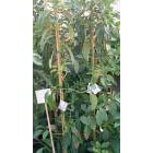 Mexicola Grande Avocado Tree Five Gallon by Clifton's Nursery