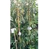 Mexicola Grande Avocado Tree Five Gallon