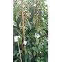 Mexicola Grande Avocado Tree Five Gallon