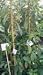 Mexicola Grande Avocado Tree Five Gallon