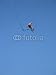 21E2RIyhtTL. SL75  Spiderman Official Movie Extreme Jumper   Throw Em High, Let Em Fly!