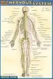 Nervous System (Quickstudy)