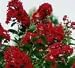 * 30 DWARF BLOOD RED CRAPE MYRTLE ** **SHOWY** #1195C