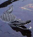 Aquascape - Pond Predator Control - 34 Floating Alligator Decoy