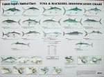 Fishes of the North Atlantic Identification Chart