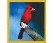 Northern Cardinal Fridge Magnet