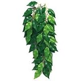 Silk Plant - Ficus - Small