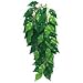 Kitchen & Housewares : Silk Plant - Ficus - Small