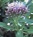 Seeds of Medicinal Plants and Herbs: Hemp, Agrimony Eupatorium