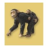 Chimpanzee （チンパンジー）