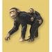 Chimpanzee �i�`���p���W�[�j