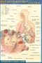 Respiratory System (Quickstudy)