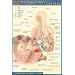 Respiratory System (Quickstudy)