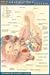 Respiratory System (Quickstudy)