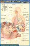 Quickstudy Respiratory System (Quick Study)