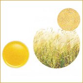 【生活の木】小麦胚芽オイル 25ml