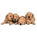 Paper House Productions Golden Retriever Pups Magnet
