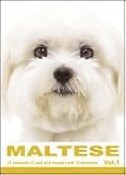 THE DOG Notecard Vol. 1 - Maltese