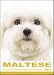   - THE DOG Notecard Vol. 1 - Maltese