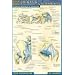 Joints & Ligaments (Quickstudy)