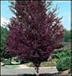 Crimson Frost Birch Tree Five Gallon